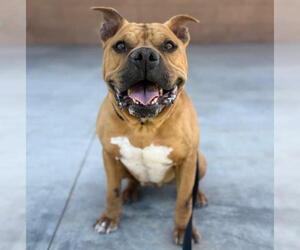 *CHILI - Male American Staffordshire Terrier Dog for Adoption - Photo #2