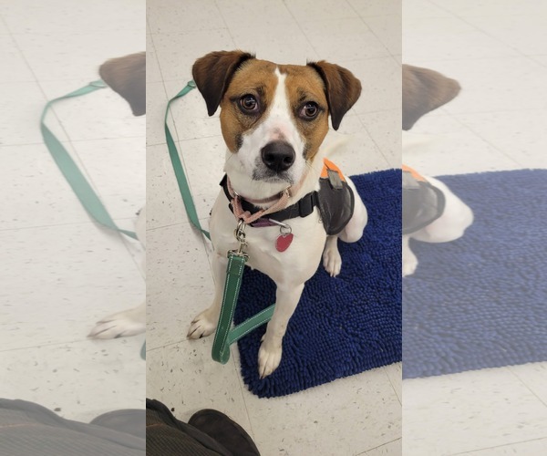 Medium Photo #5 Beagle-Unknown Mix Puppy For Sale in Bloomingdale, NJ, USA