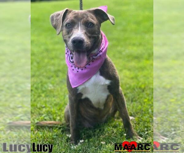 Medium Photo #1 Mountain Cur-Unknown Mix Puppy For Sale in Maryville, TN, USA