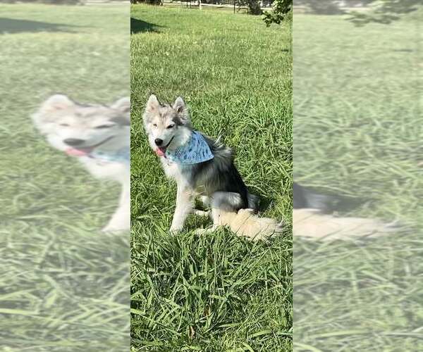 Medium Photo #2 Siberian Husky Puppy For Sale in Carrollton, TX, USA