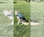 Small #1 Siberian Husky