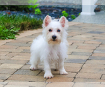 Small #9 Poodle (Toy)-West Highland White Terrier Mix