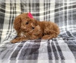 Small #6 Cavapoo