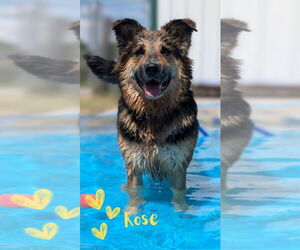 German Shepherd Dog-Unknown Mix Dogs for adoption in Monte Vista, CO, USA