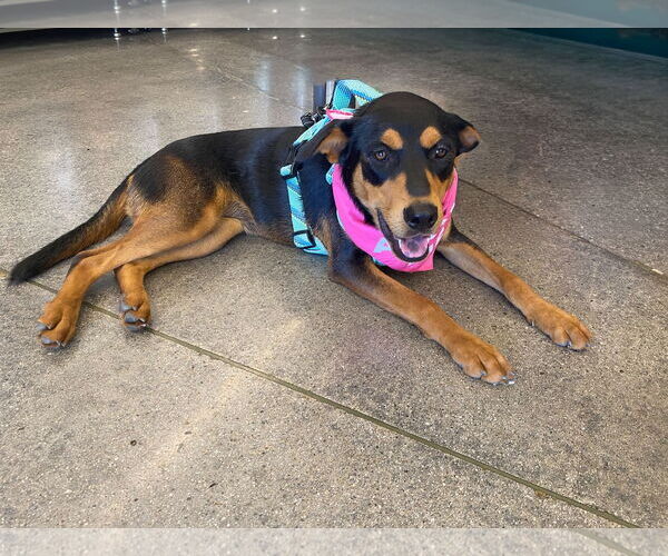 Medium Photo #2 Mutt Puppy For Sale in La Verne, CA, USA