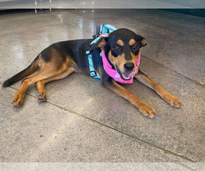 Kora - Female Mutt Dog for Adoption - Photo #2