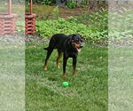 Small #9 Doberman Pinscher Mix