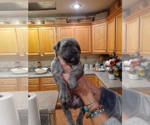 Cane Corso Puppy for sale in BOWLING GREEN, KY, USA