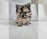 Small Photo #13 Pomeranian Puppy For Sale in BRONSON, MI, USA