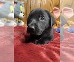 Small #2 Labrador Retriever