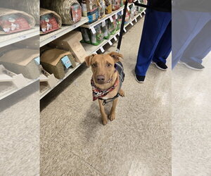 Gummi Bear - Male American Pit Bull Terrier-Labrador Retriever Mix Dog for Adoption - Photo #5