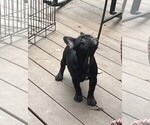 Small #4 French Bulldog