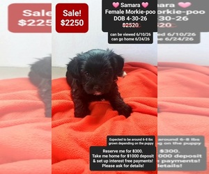 Morkie Poo (Toy) Puppy for sale in TUCSON, AZ, USA