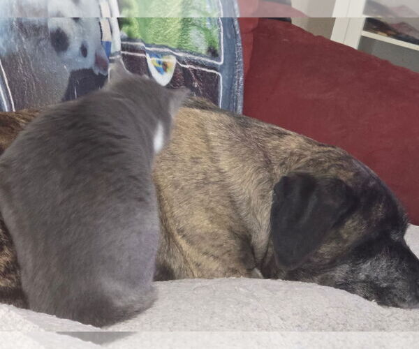 Medium Photo #3 American Staffordshire Terrier-Mastiff Mix Puppy For Sale in Holly Springs, NC, USA