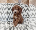 Small Photo #4 Goldendoodle-Poodle (Miniature) Mix Puppy For Sale in CURTISS, WI, USA
