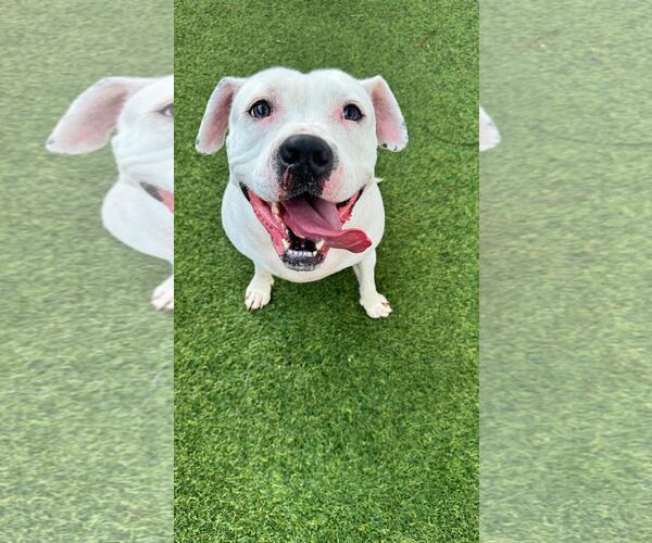 Medium Photo #4 Mutt Puppy For Sale in Pompano Beach , FL, USA