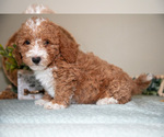 Small Photo #18 Cavapoo Puppy For Sale in DUNDEE, OH, USA