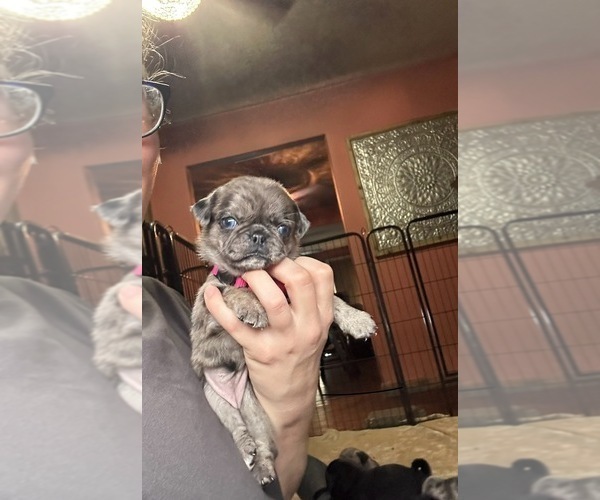 Medium Photo #5 Pug Puppy For Sale in BLOOMINGTON, IL, USA