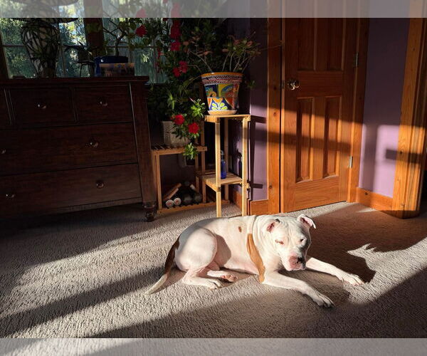 Medium Photo #3 American Pit Bull Terrier-Unknown Mix Puppy For Sale in Germantown, OH, USA