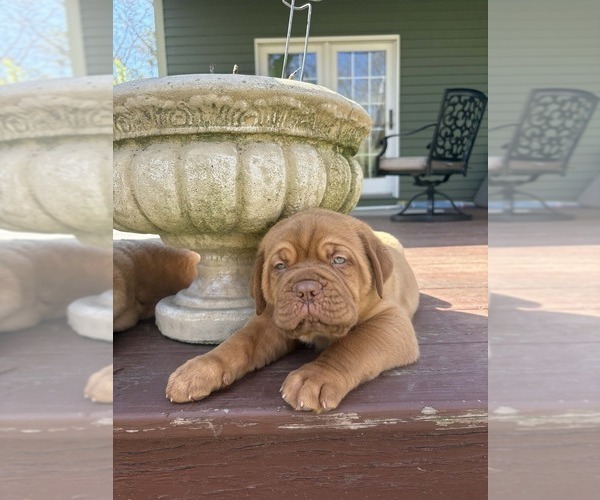 Medium Photo #5 Dogue de Bordeaux Puppy For Sale in ATTLEBORO, MA, USA