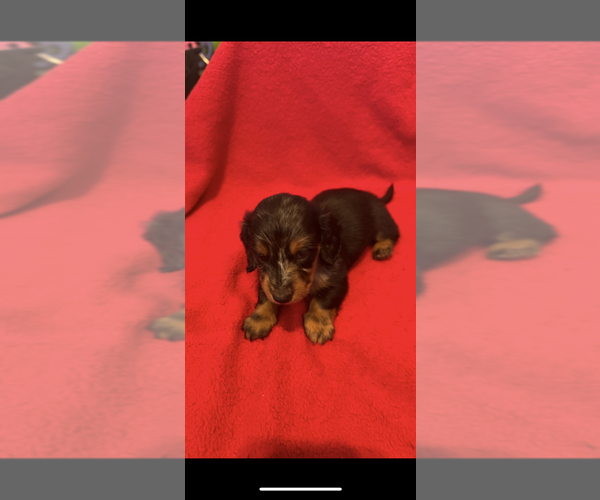 Medium Photo #6 Dachshund Puppy For Sale in LARGO, FL, USA