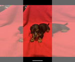 Small Photo #6 Dachshund Puppy For Sale in LARGO, FL, USA