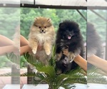 Small #1 Pomeranian