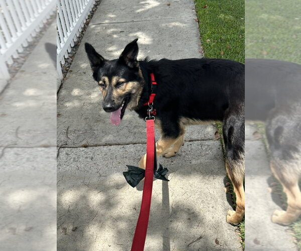 Medium Photo #5 German Shepherd Dog-Unknown Mix Puppy For Sale in Dana Point, CA, USA