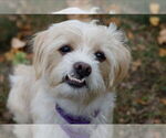 Small #1 Maltipoo