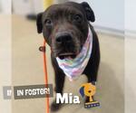 Small #1 American Pit Bull Terrier