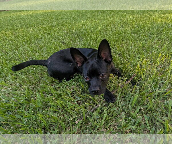 Medium Photo #4 Faux Frenchbo Bulldog Puppy For Sale in The Woodlands, TX, USA