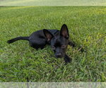 Small #3 Faux Frenchbo Bulldog