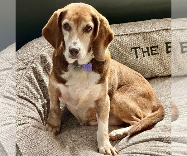 Medium Photo #1 Bagle Hound Puppy For Sale in Batavia, OH, USA