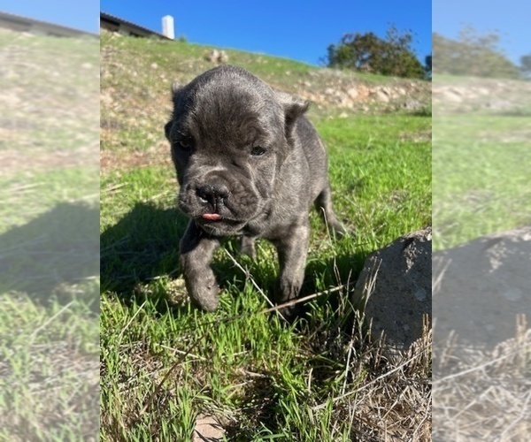 Medium Photo #4 Cane Corso Puppy For Sale in OCEANSIDE, CA, USA