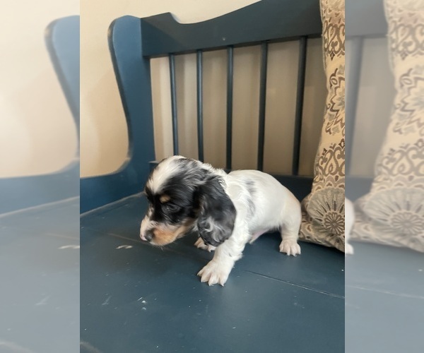 Medium Photo #4 Dachshund Puppy For Sale in LOGANVILLE, GA, USA