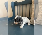 Small Photo #4 Dachshund Puppy For Sale in LOGANVILLE, GA, USA