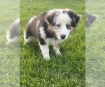 Small #1 Australian Shepherd