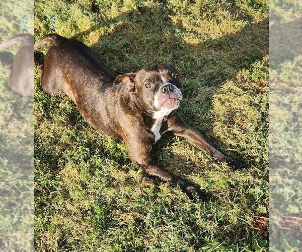 Medium Photo #4 Mutt Puppy For Sale in Boston, MA, USA