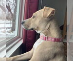 Small #27 American Pit Bull Terrier Mix