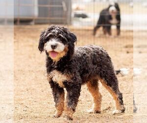 Mother of the Bernedoodle (Miniature) puppies born on 08/03/2025