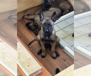 Belgian Malinois Puppy for sale in RACINE, WI, USA