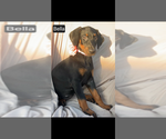 Small #5 Doberman Pinscher