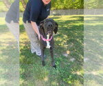 Small #1 Great Dane