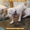 Small Photo #115 Dogo Argentino Puppy For Sale in JANE, MO, USA