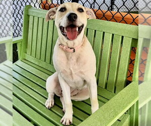 Labrador Retriever-Unknown Mix Dogs for adoption in Tavares, FL, USA