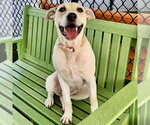 Small Labrador Retriever Mix