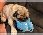 Small #2 Pug