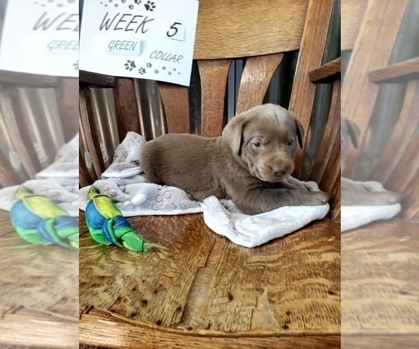 Medium Photo #3 Labrador Retriever Puppy For Sale in FLAGLER, CO, USA