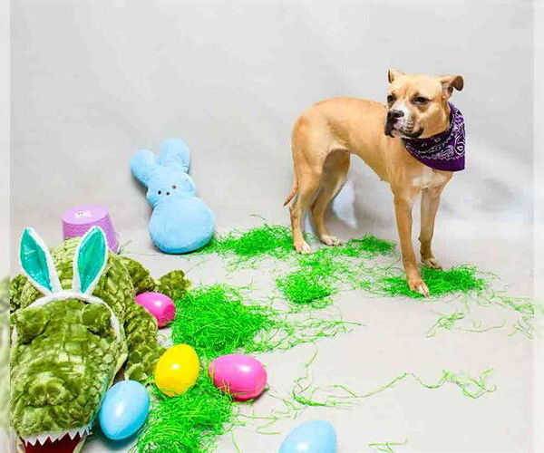 Medium Photo #2 Mutt Puppy For Sale in Sanford, FL, USA