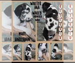 Small Photo #11 Great Dane Puppy For Sale in CORONA, CA, USA